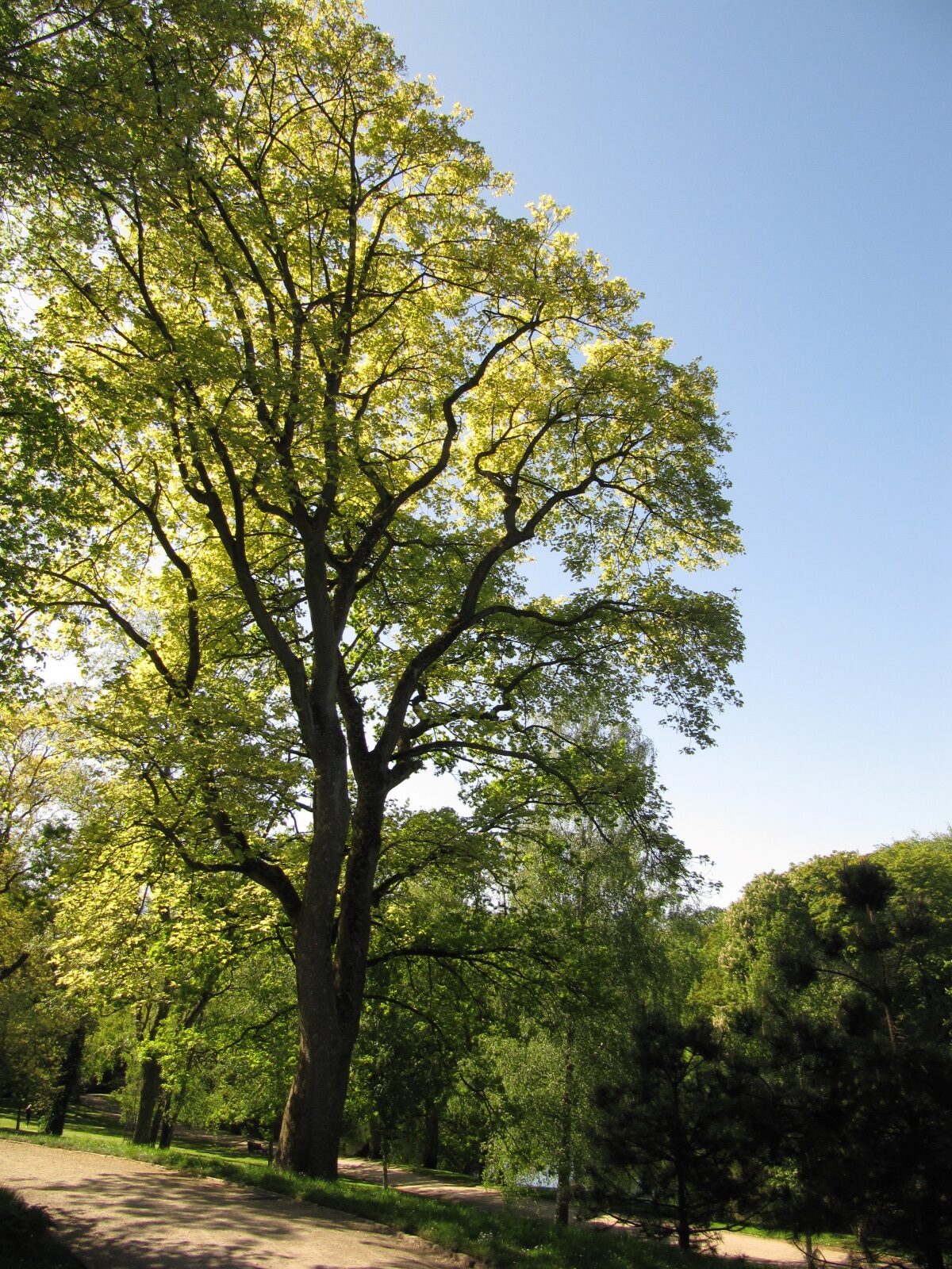 Acer pseudoplatanus 'Variegatum' - Bremen-Mitte - Mai 2022