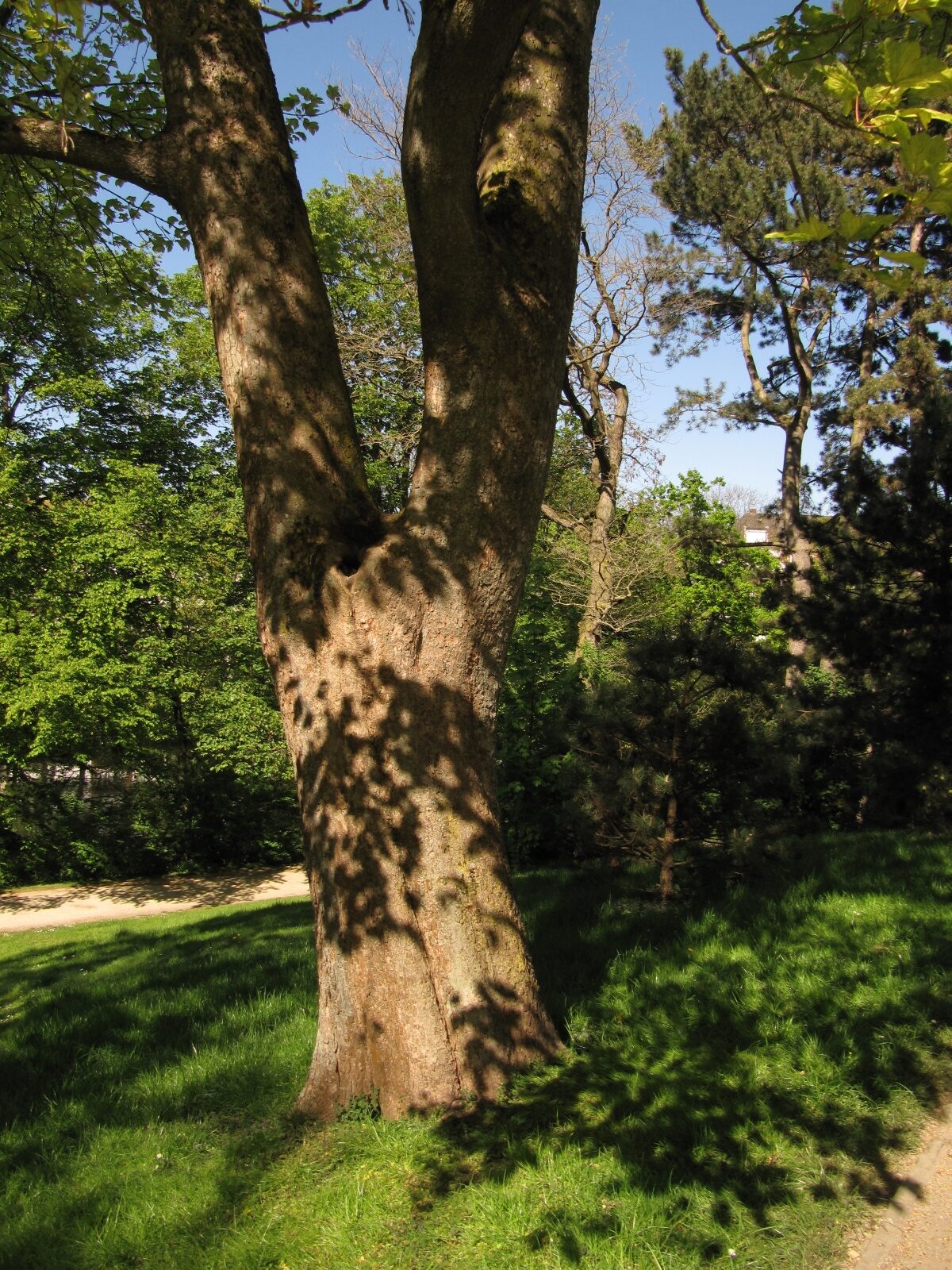 Acer pseudoplatanus 'Variegatum' - Bremen-Mitte - Mai 2022