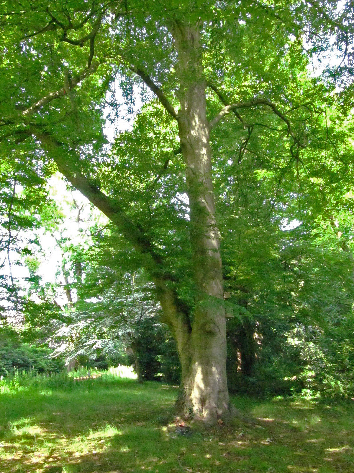 Fagus sylvatica 'Asplenifolia' - Schlosspark Oldenburg - Juni 2025