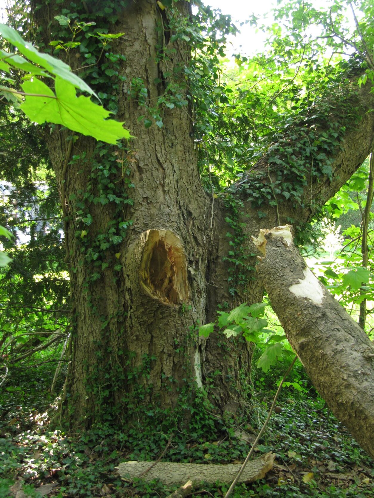 'Leopoldii' Acer pseudoplatanus