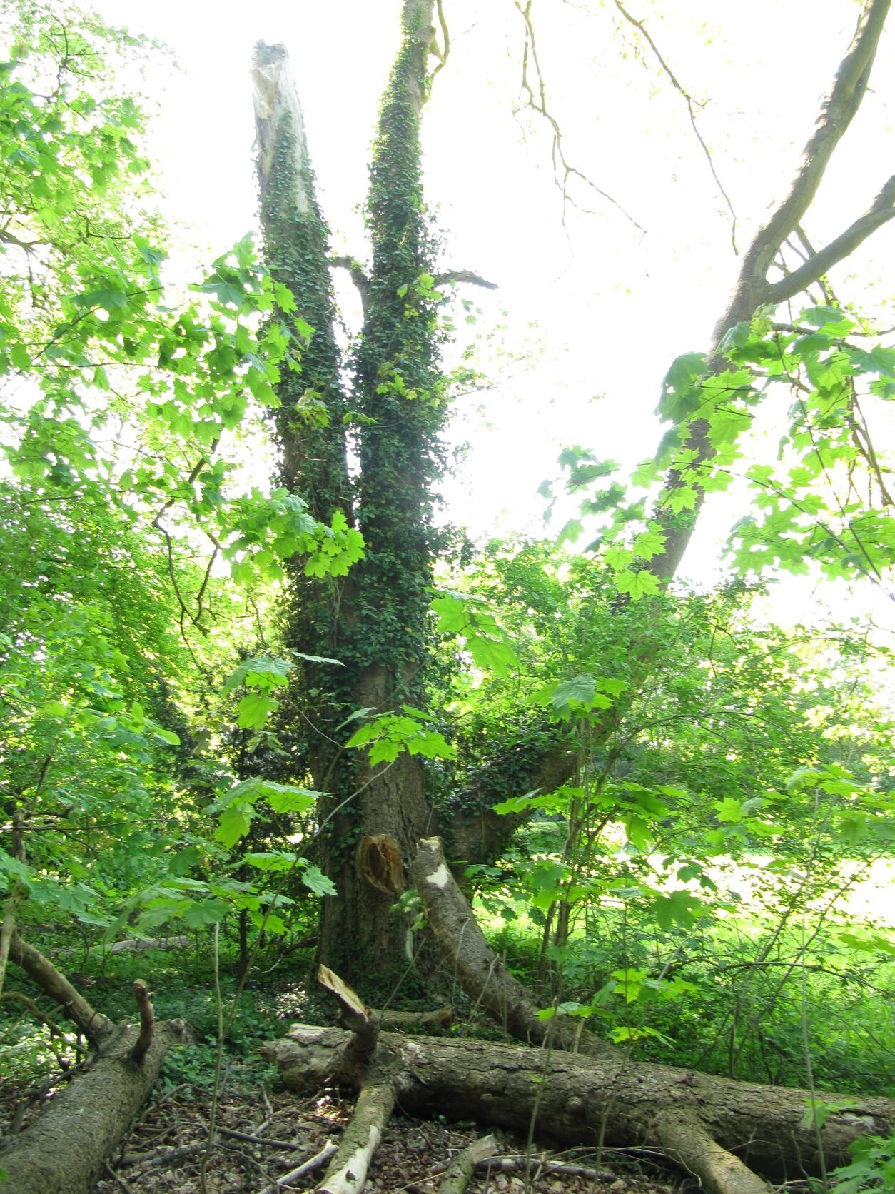 Acer pseudoplatanus 'Leopoldi' - Friedehorst Park Bremen - Mai 2022