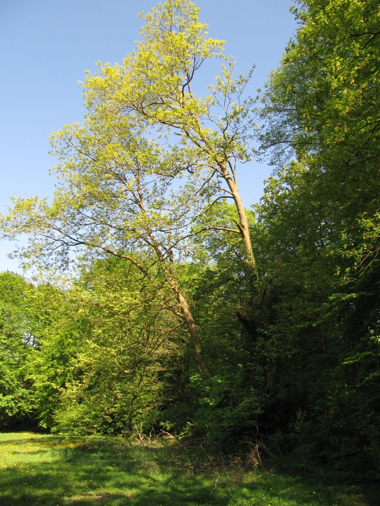 Acer pseudoplatanus 'Leopoldi' - Friedehorst Park Bremen - Mai 2022