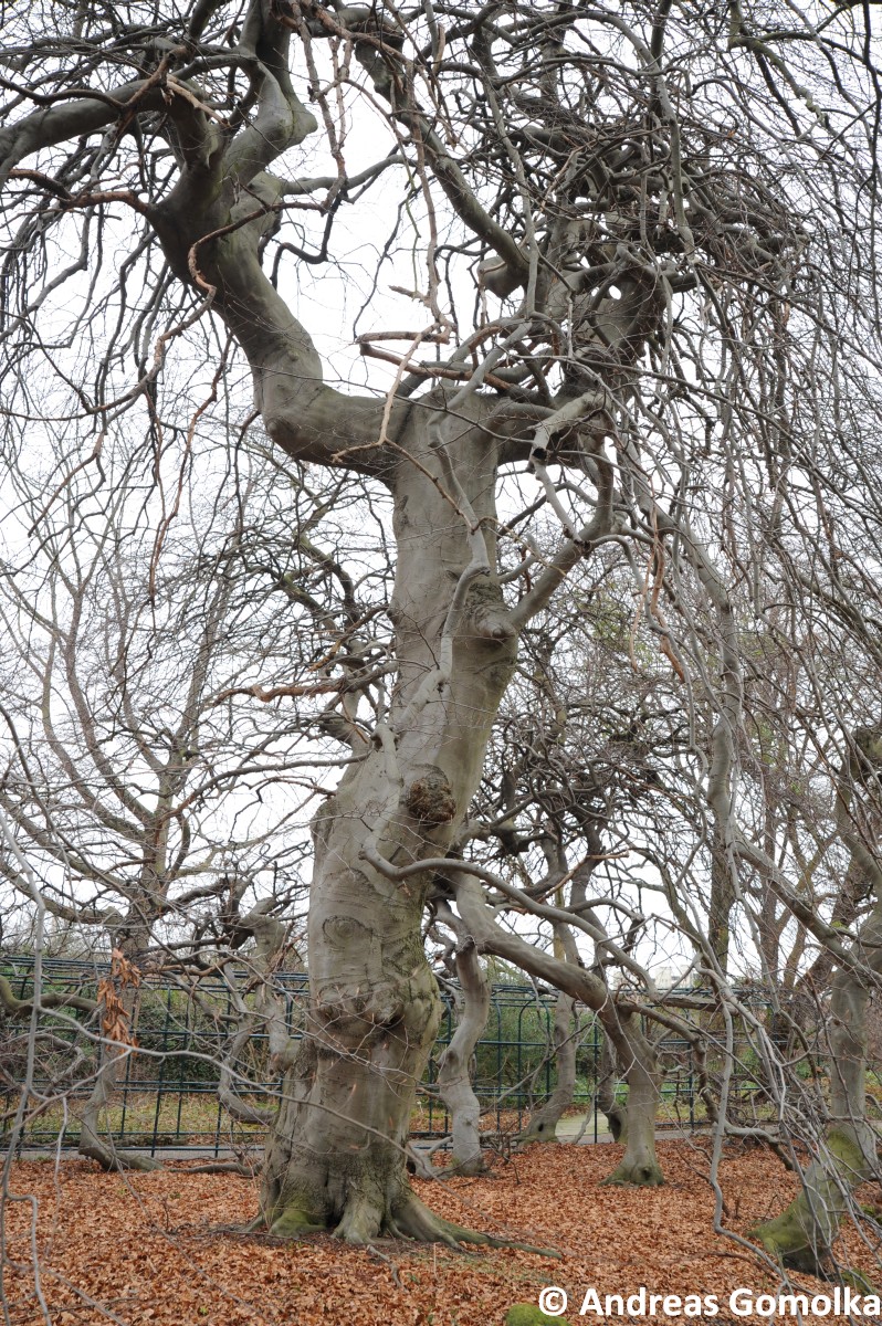 Fagus sylvatica var. suentelensis