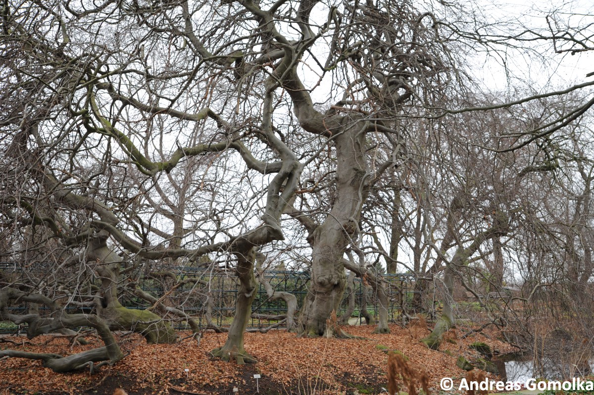 Fagus sylvatica 'Tortuosa' - Hannover - 2013
