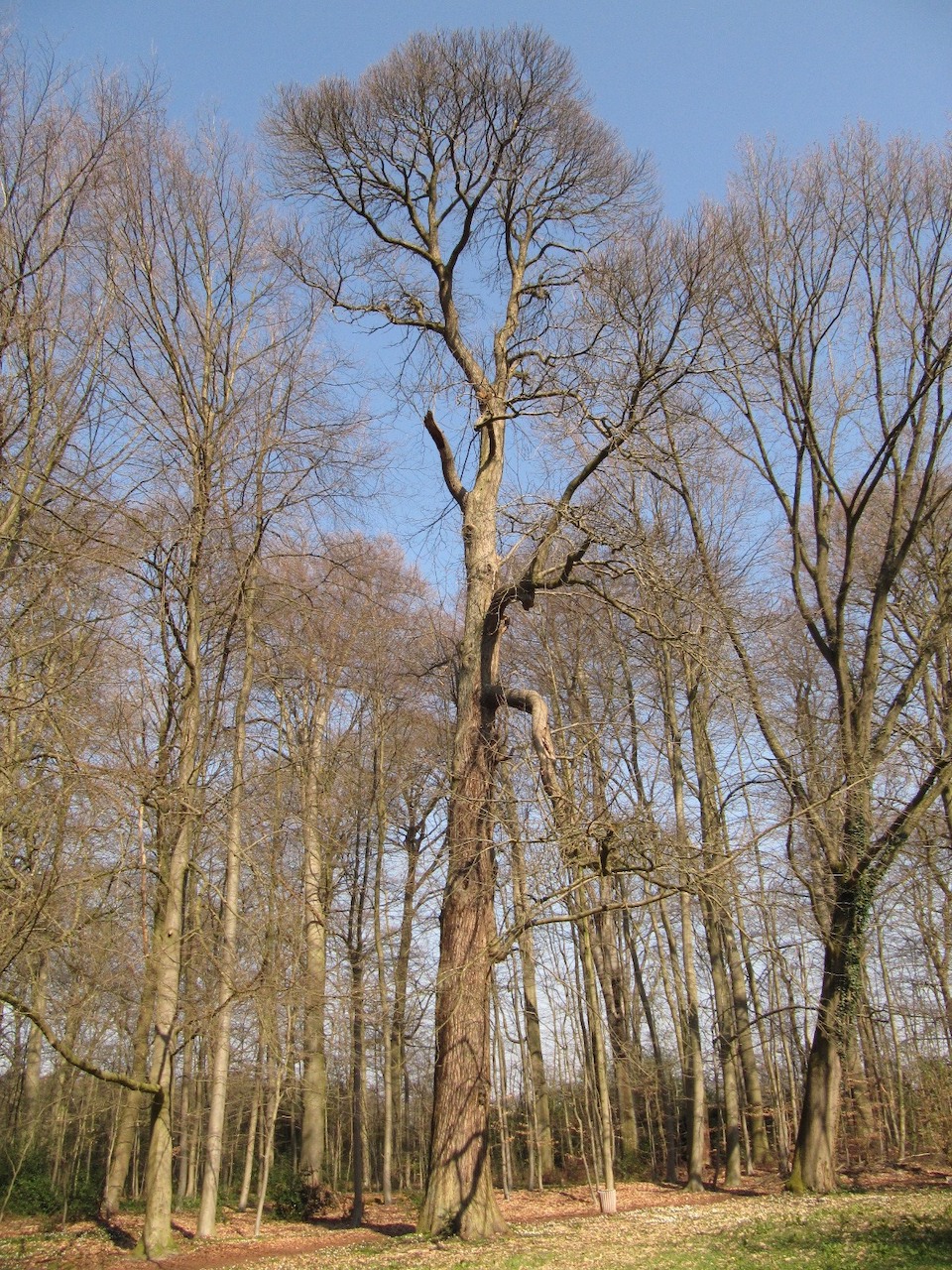 Castanea sativa