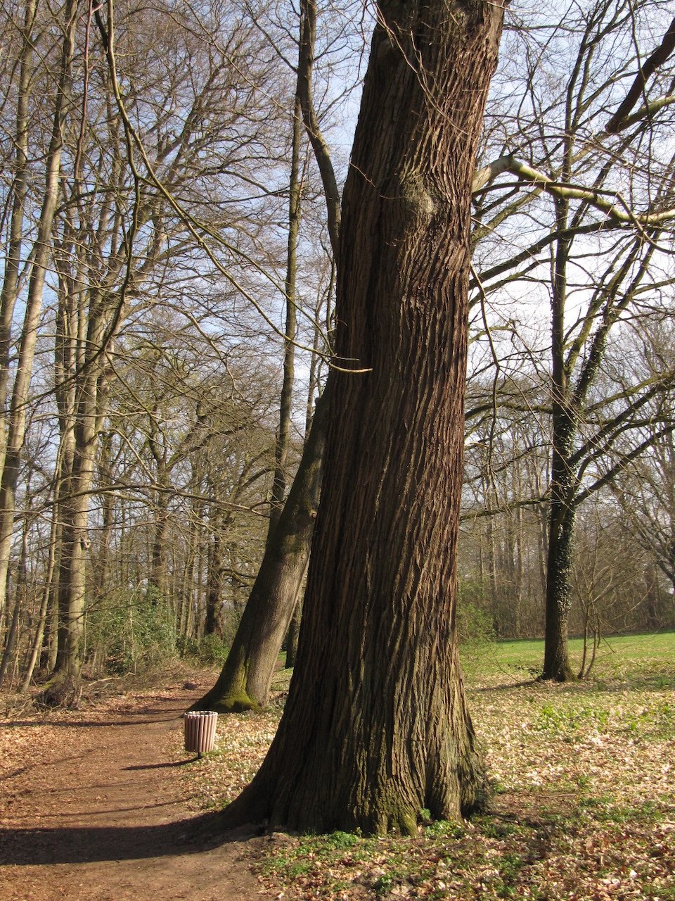 Castanea sativa - Bremen-Lesum - April 2023