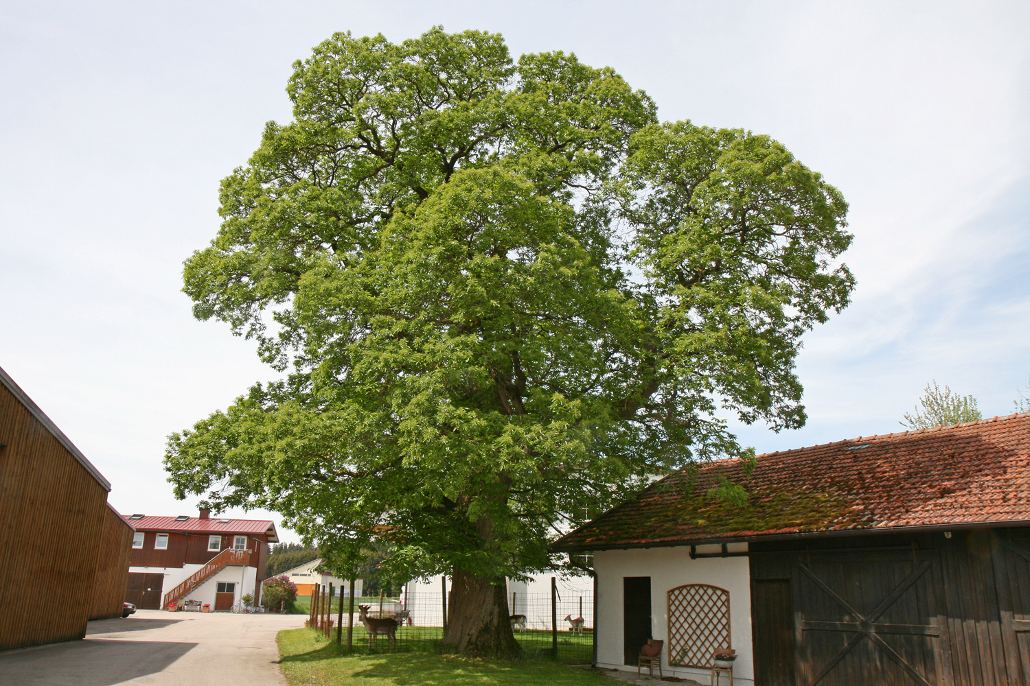 Castanea sativa - Gilching-Geisenbrunn - Mai 2016