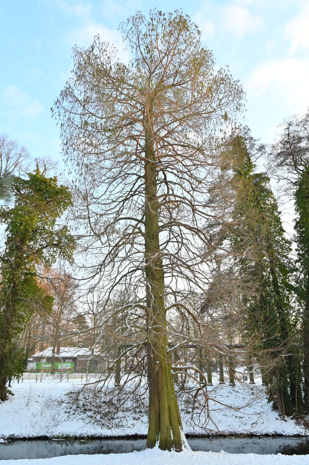 Taxodium distichum - Berlin-Pankow - 2021
