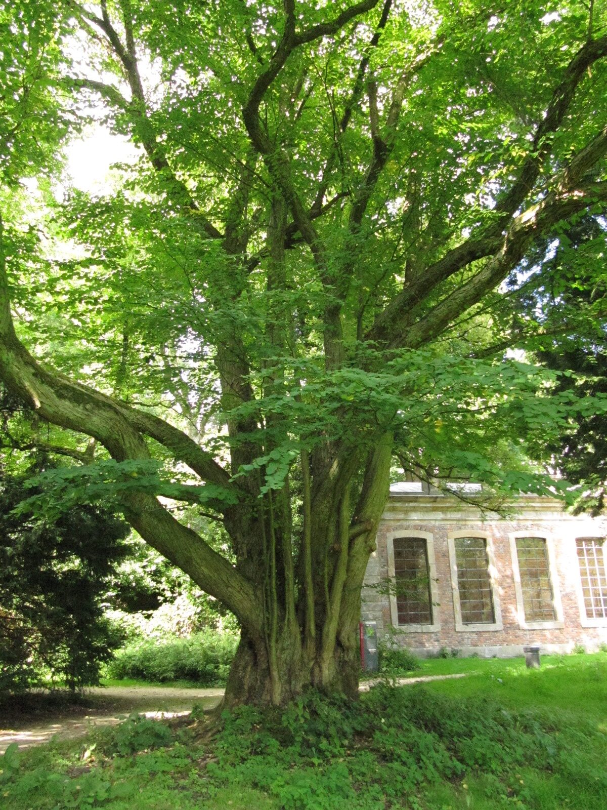 Cercidiphyllum japonicum