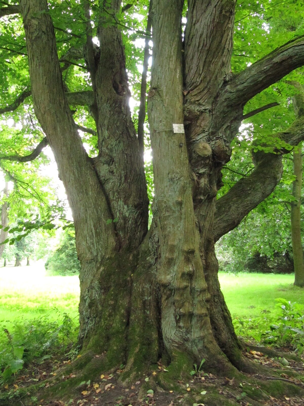 Cercidiphyllum japonicum - Schlosspark Herten - August 2023