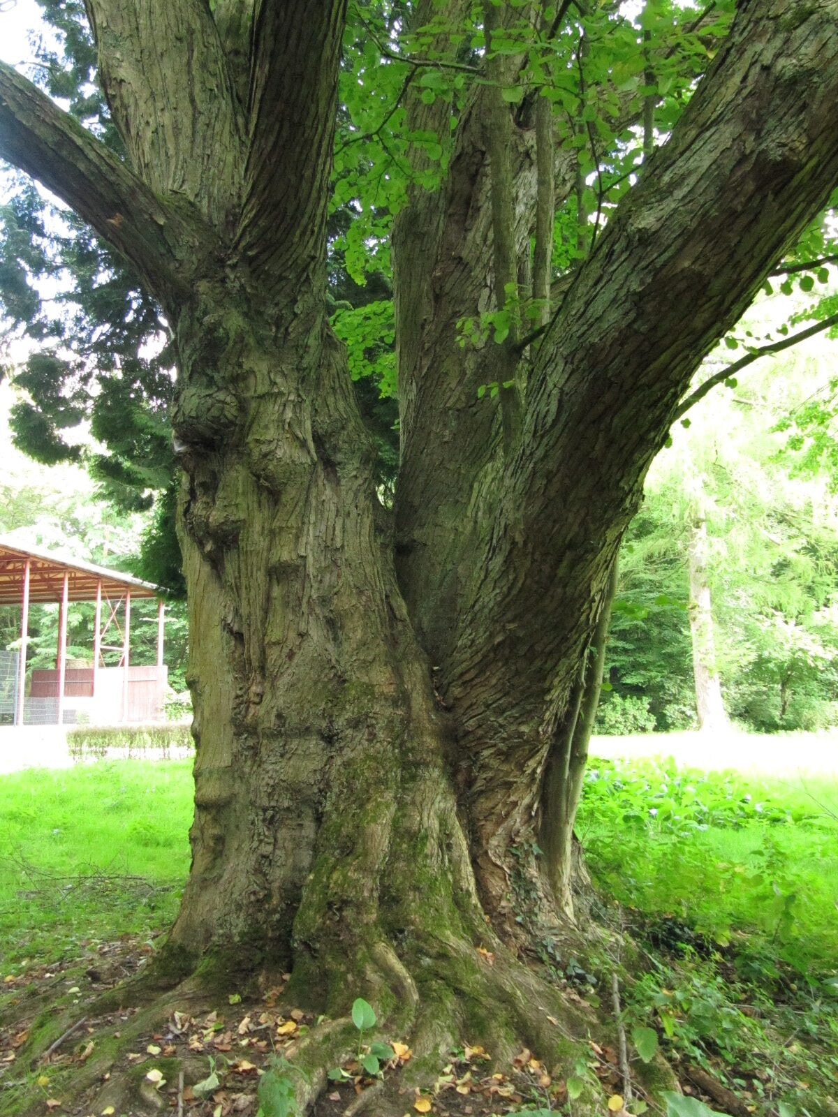 Cercidiphyllum japonicum - Schlosspark Herten - August 2023