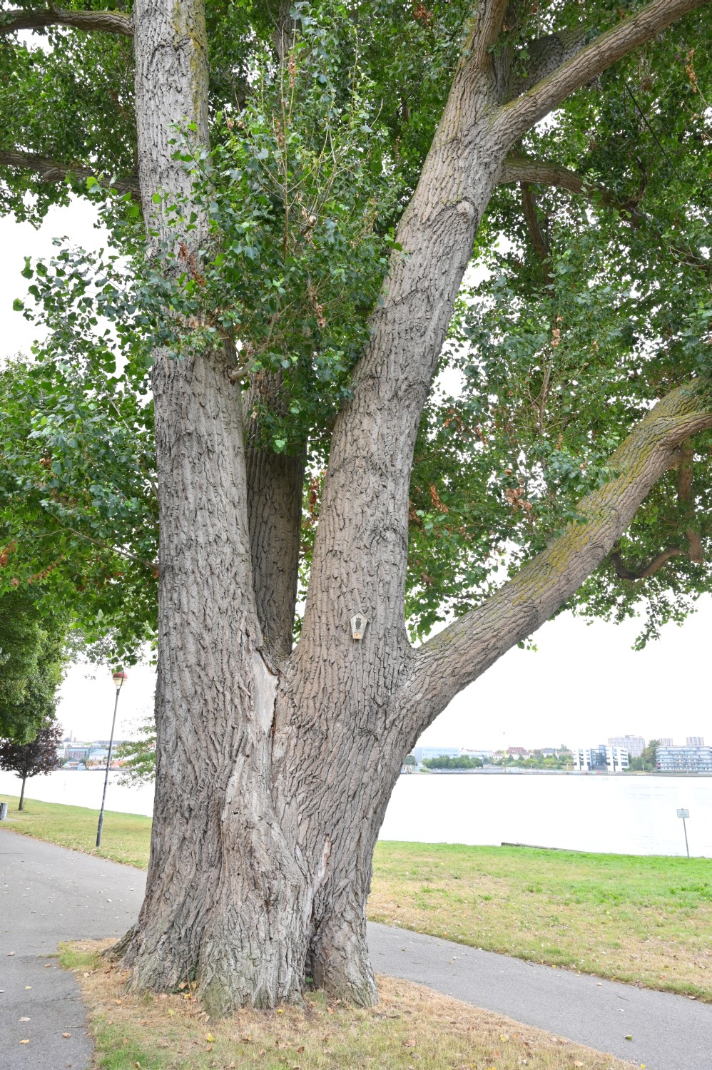 Bastard-Schwarzpappel - Gehlsdorf, Uferpromenade - 2022