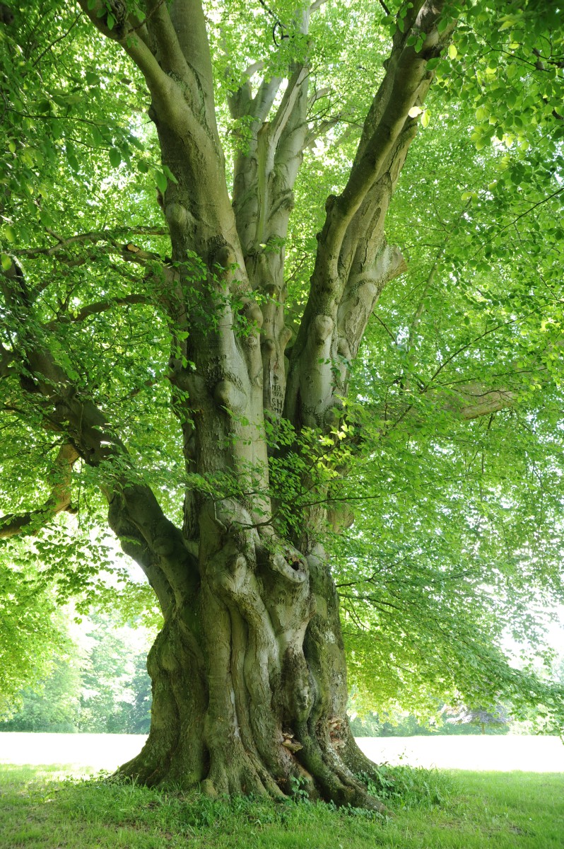 Fagus sylvatica - Hoppenrade, Prignitz, Gutspark - 2014