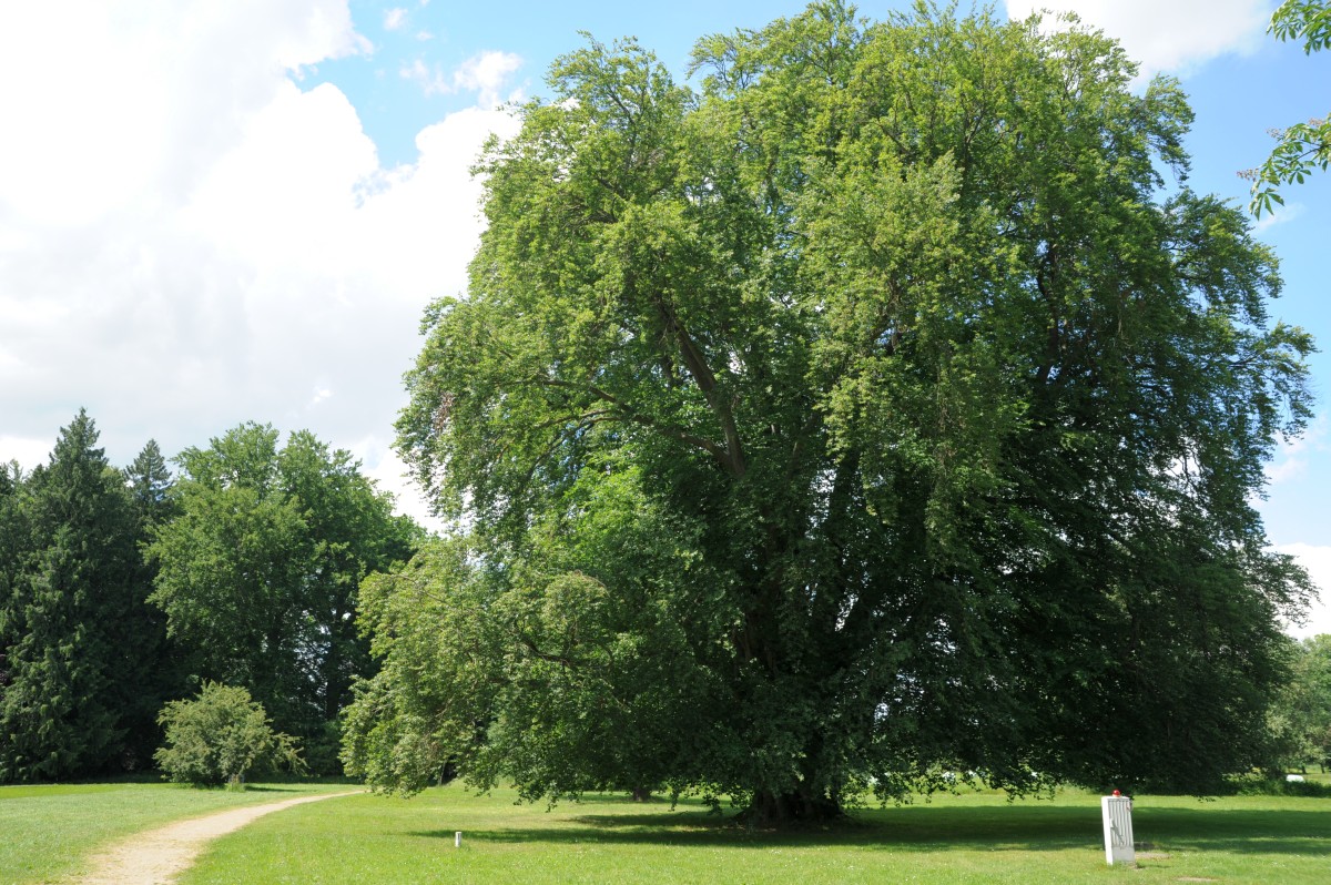 Fagus sylvatica - Hoppenrade, Prignitz, Gutspark - 2014