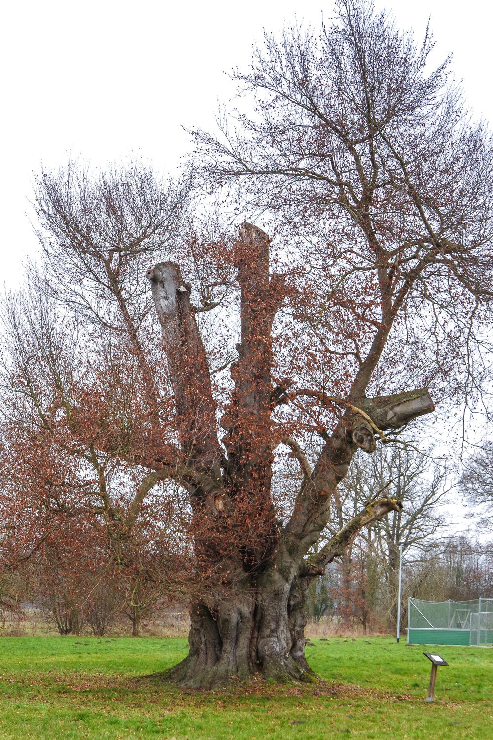 Fagus sylvatica