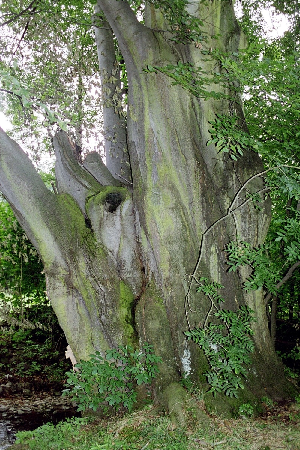 Fagus sylvatica - Coßmannsdorf - 2001
