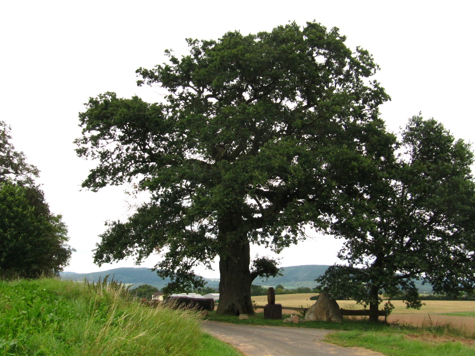 Quercus robur - Altrich - Aug. 2024