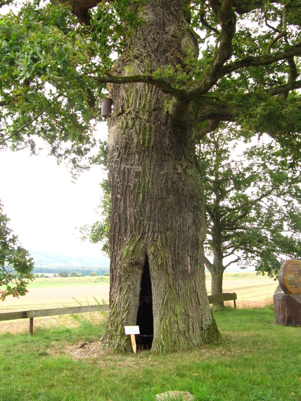 Quercus robur - Altrich - Aug. 2024