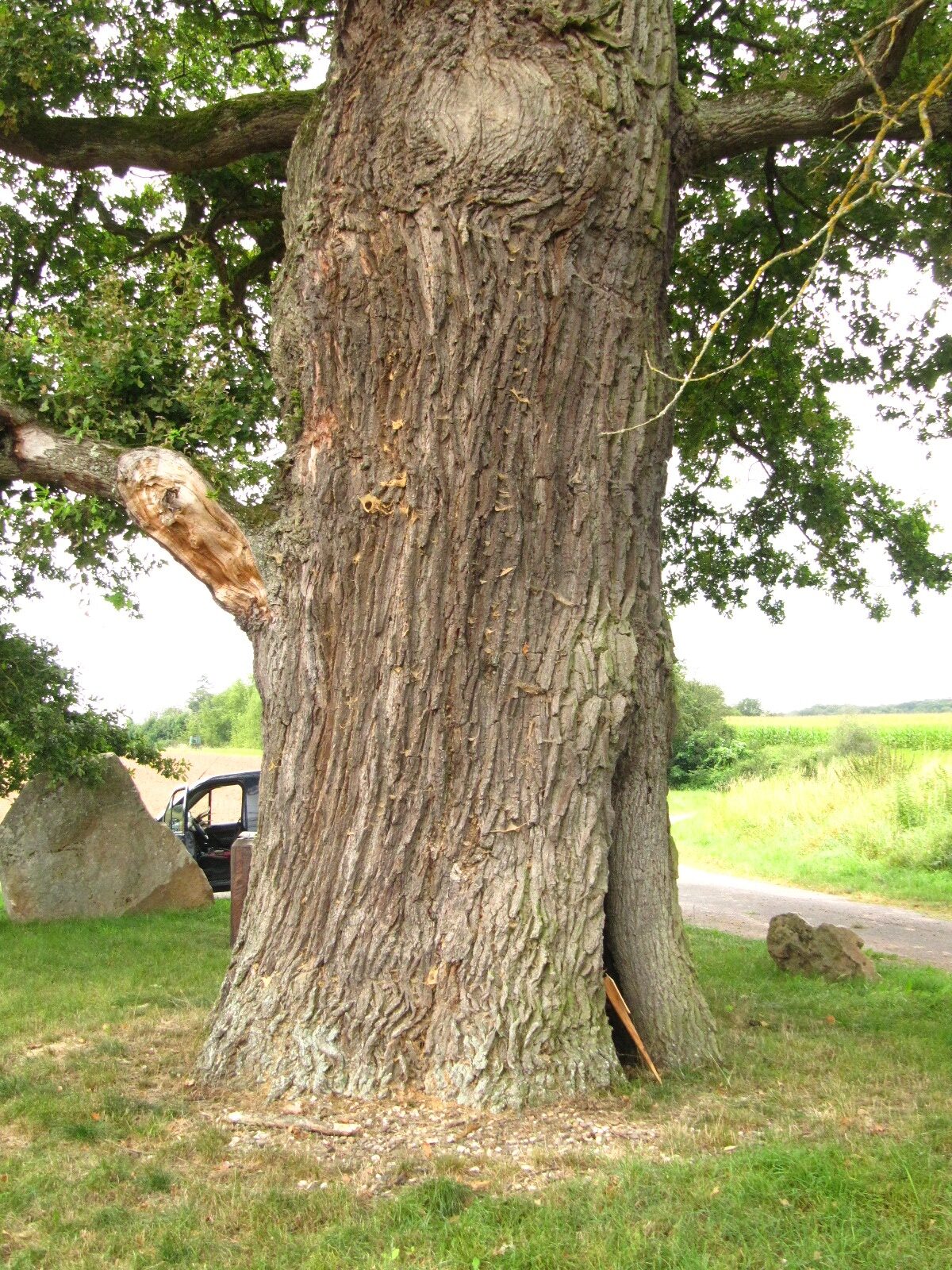 Quercus robur - Altrich - Aug. 2024