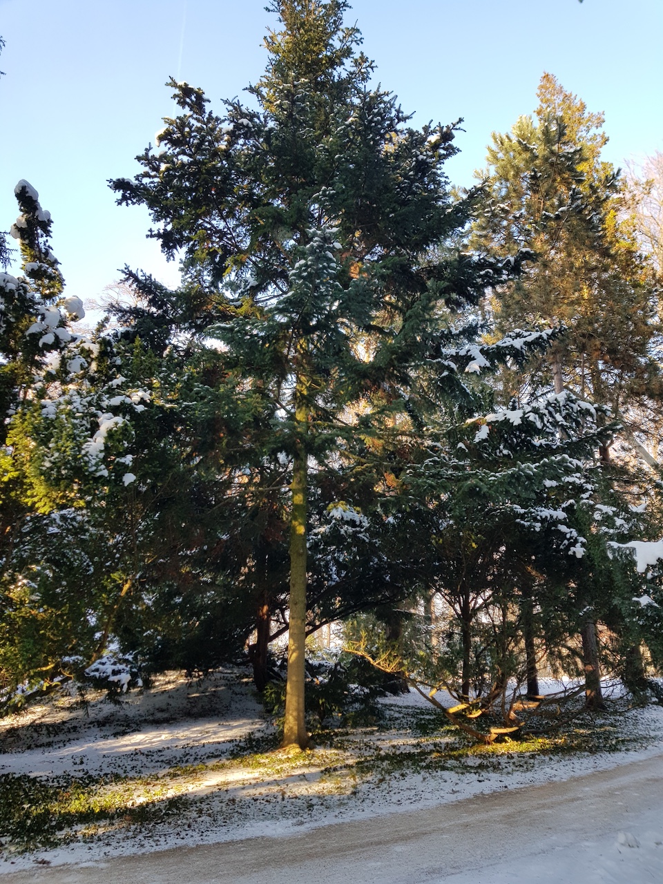 Abies sibirica - Dresden-Pillnitz - Dezember 2022