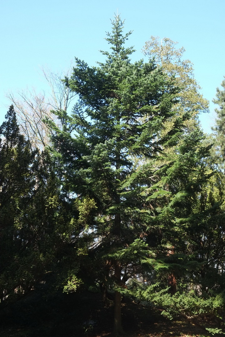 Abies sibirica - Dresden Pillnitz - März 2015