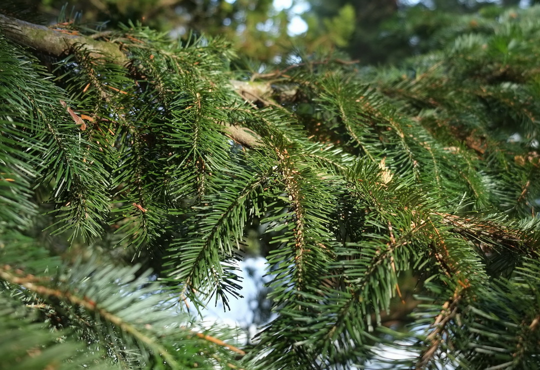 Abies sibirica - Dresden Pillnitz - Januar 2014