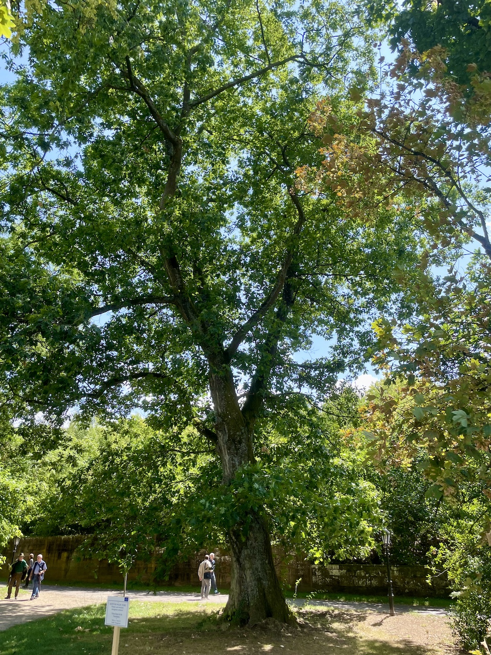 Quercus rubra - Mettlach - Juli 2023