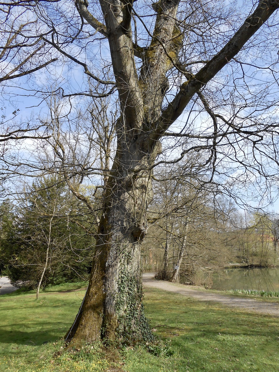 Quercus rubra - Mettlach - April 2022