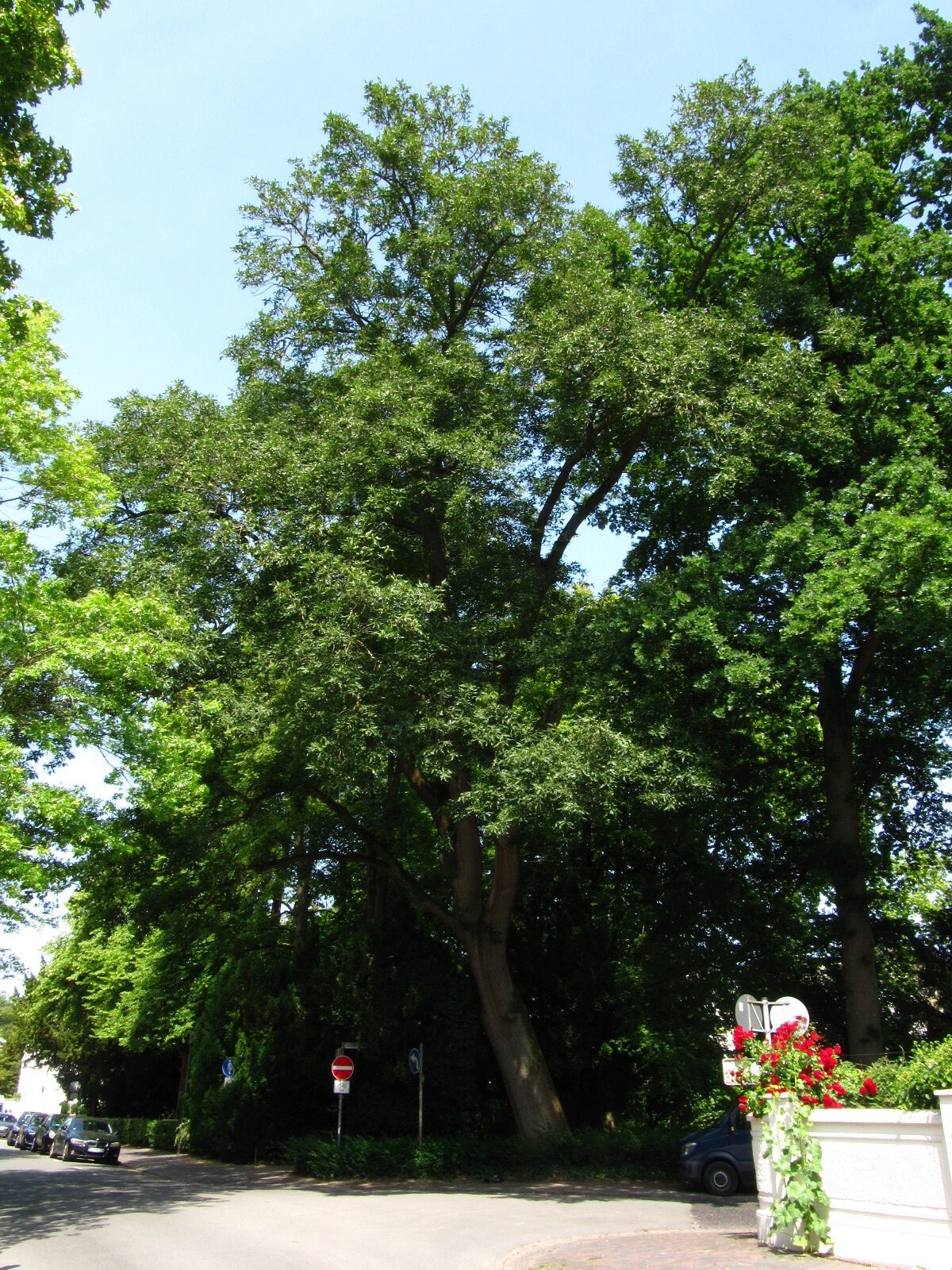 Quercus petraea 'Mespilifolia' - Schlosspark Oldenburg - Juni 2025