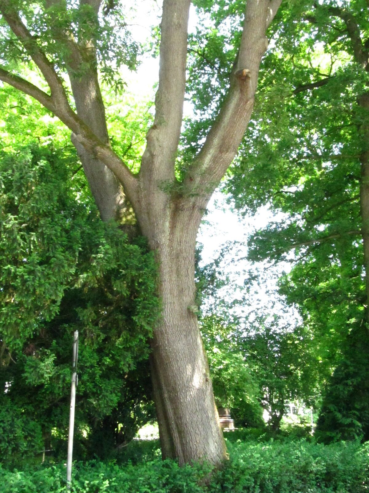 Quercus petraea 'Mespilifolia' - Schlosspark Oldenburg - Juni 2025