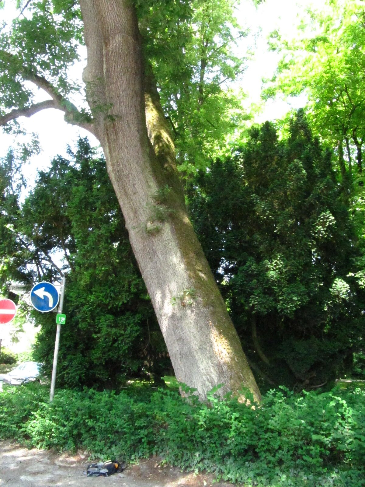Quercus petraea 'Mespilifolia' - Schlosspark Oldenburg - Juni 2025