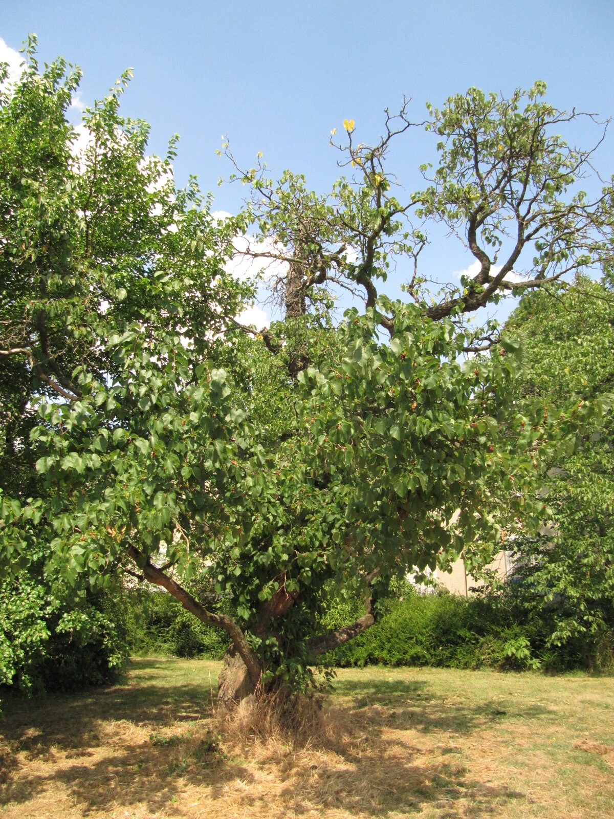 Morus nigra
