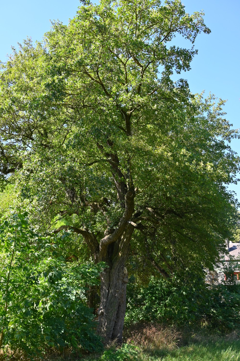 Acer campestre - Prösigk - August 2020