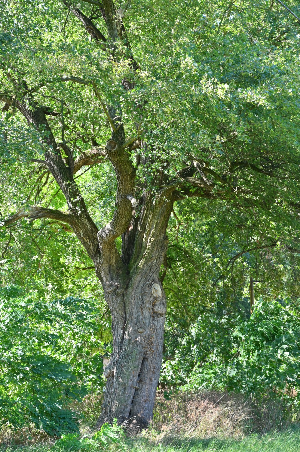Acer campestre - Prösigk - August 2020