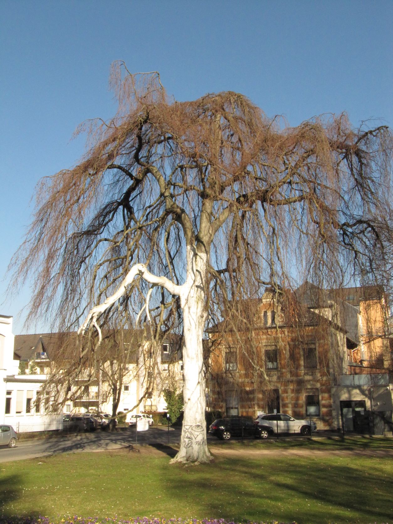 Fagus sylvatica 'Pendula' - Sinzig - März 2022