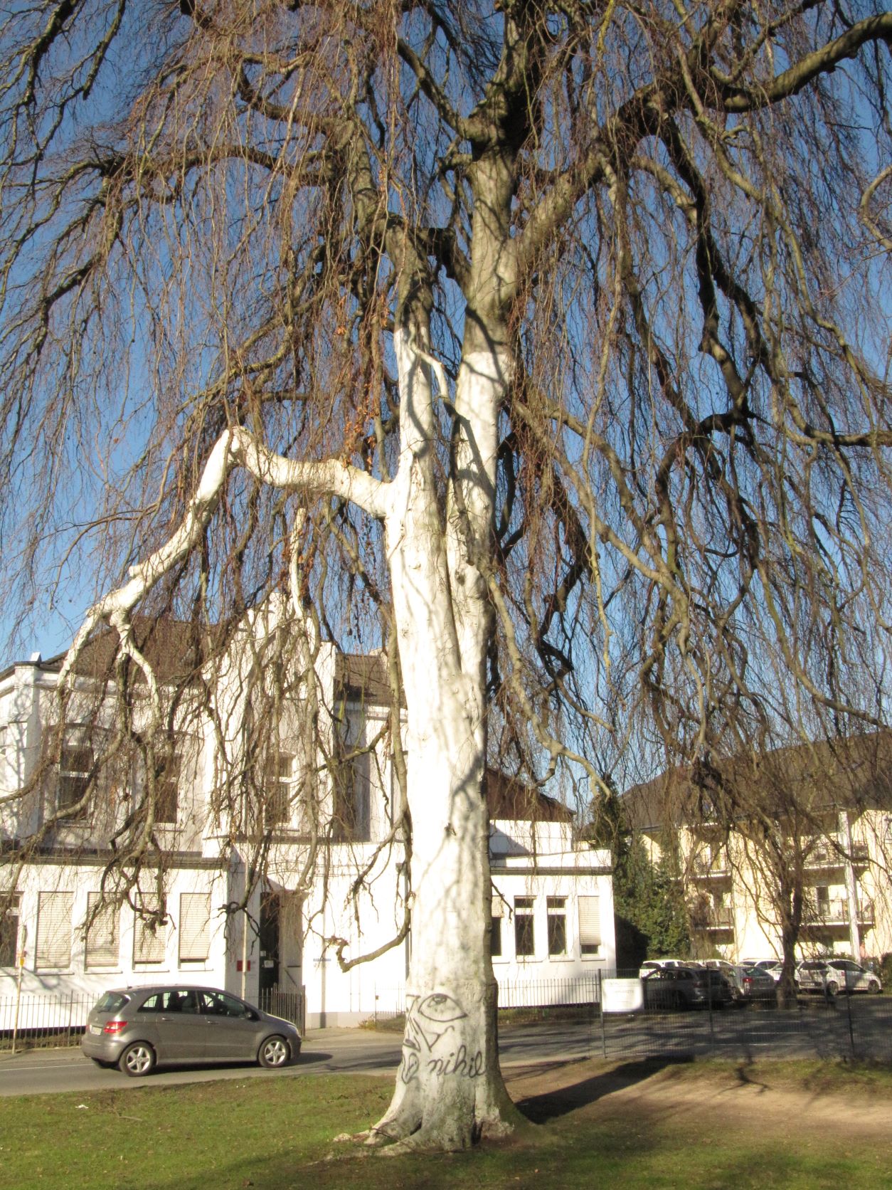 Fagus sylvatica 'Pendula' - Sinzig - März 2022