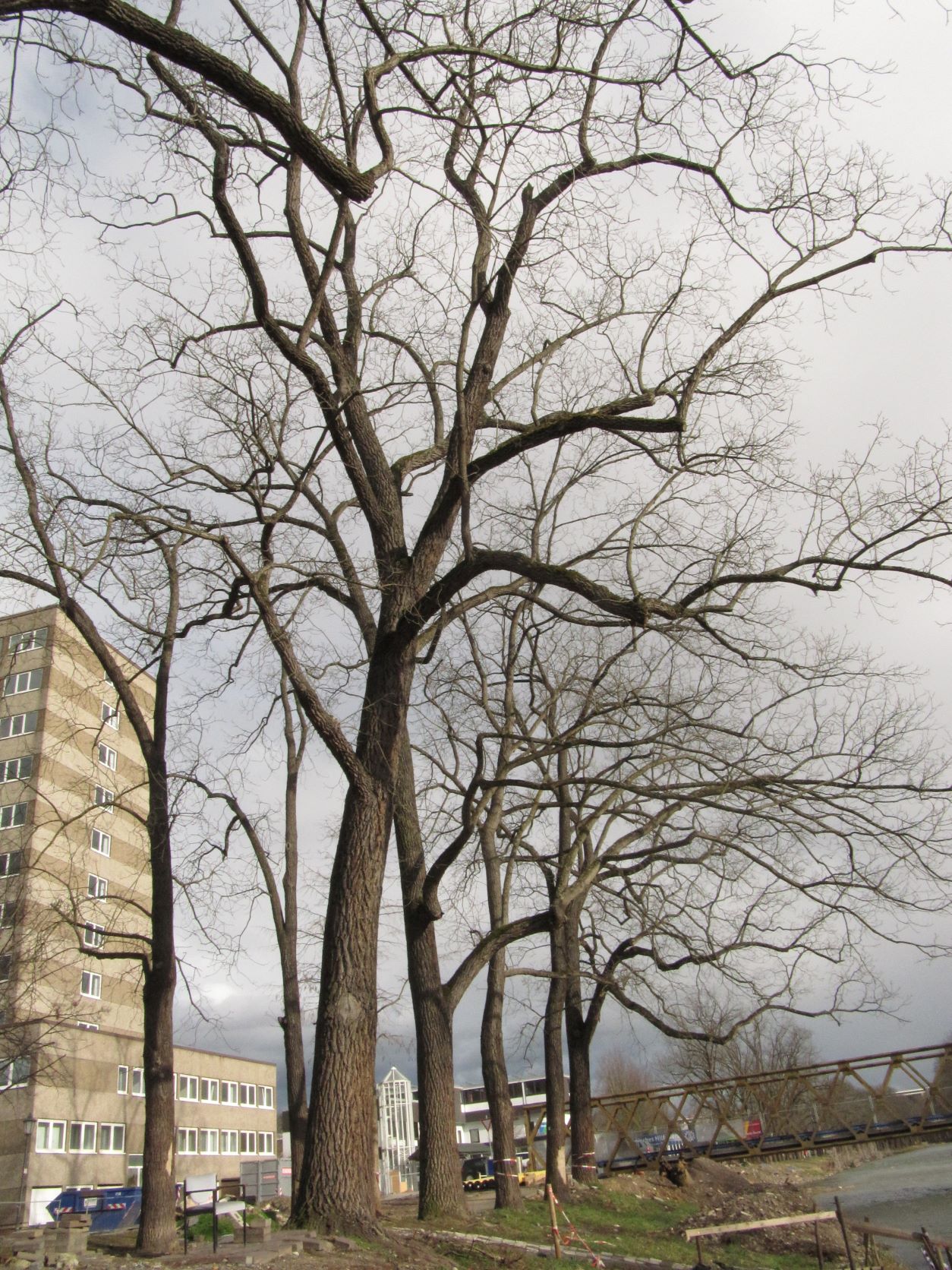 Juglans nigra - Bad Neuenahr - Febr. 2022