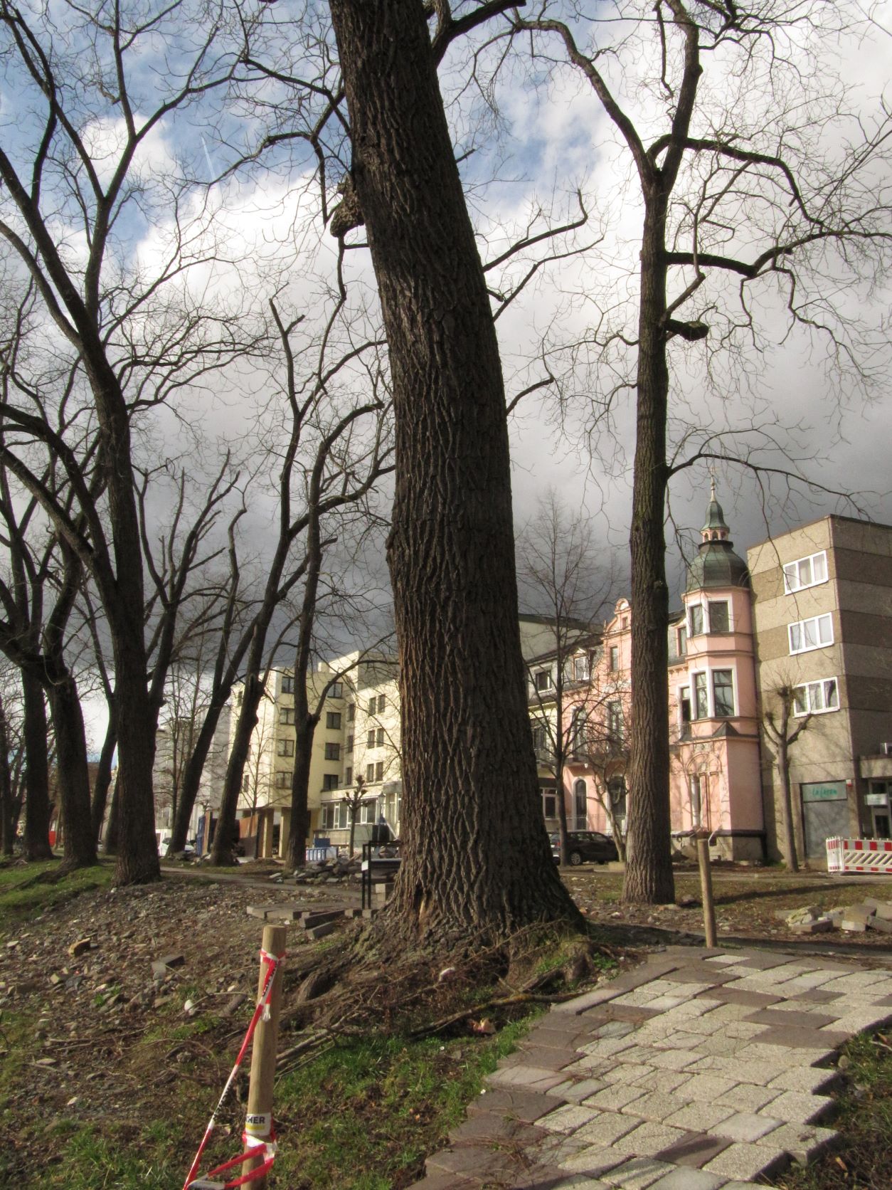 Juglans nigra - Bad Neuenahr - Febr. 2022