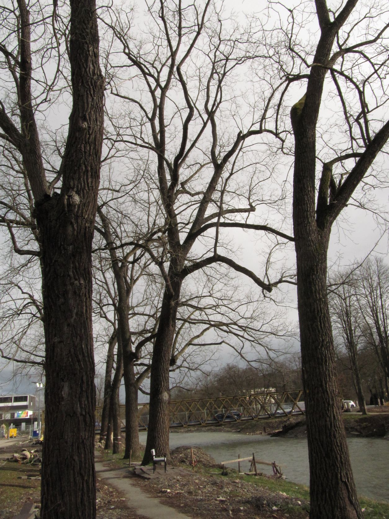 Juglans nigra - Bad Neuenahr - Febr. 2022