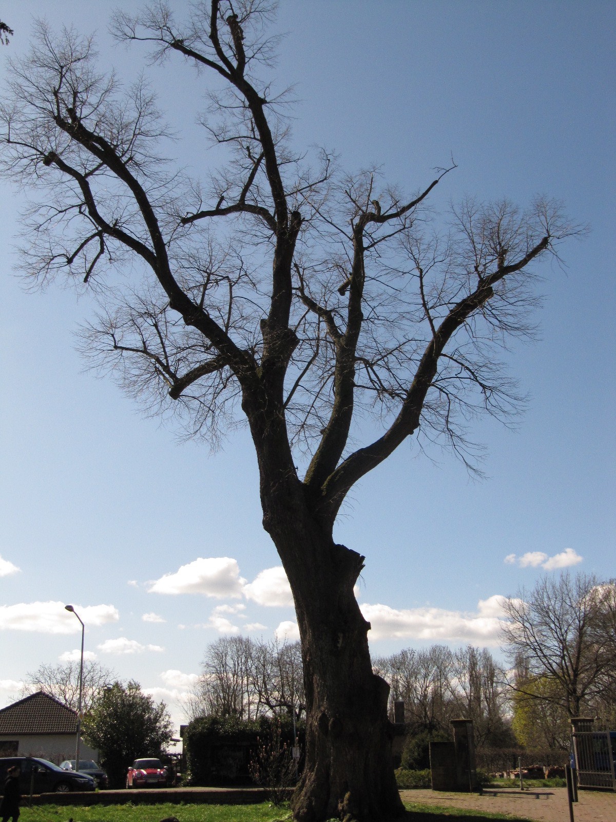 Tilia × europaea - Hoya - April 2023