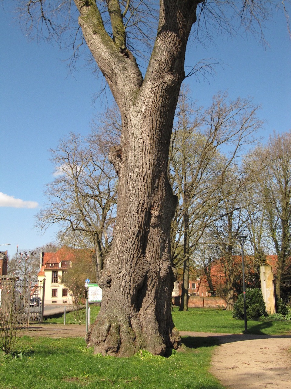 Tilia × europaea - Hoya - April 2023