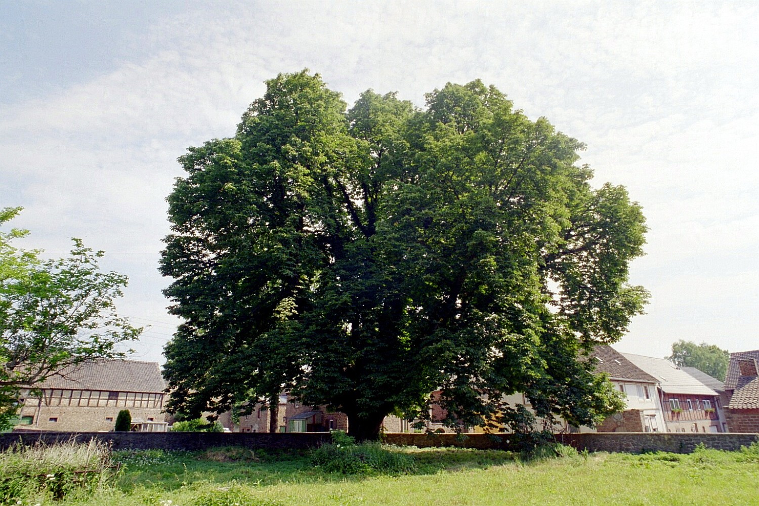 Aesculus hippocastanum - Altenhausen-Emden - Juni 2003