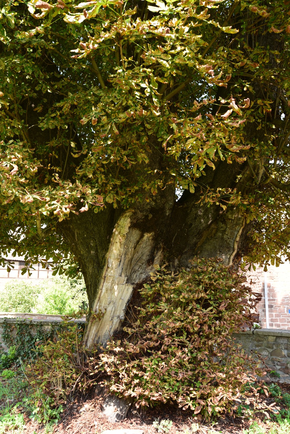 Aesculus hippocastanum - Altenhausen-Emden - August 2015