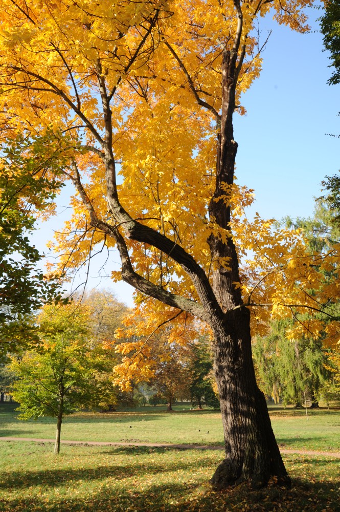 americana Fraxinus