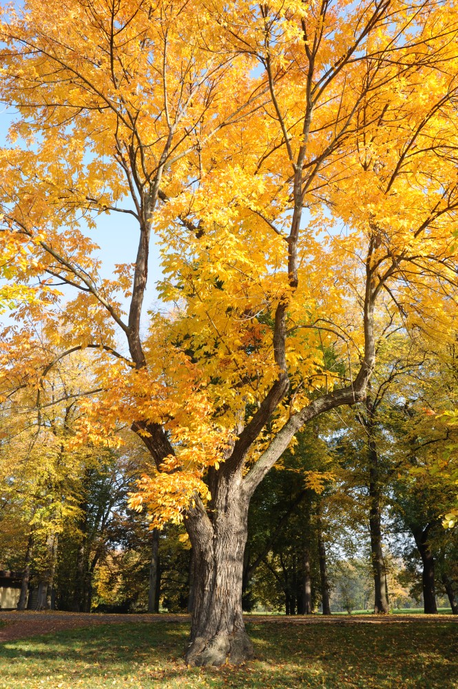 Fraxinus americana - Magdeburg - 2012