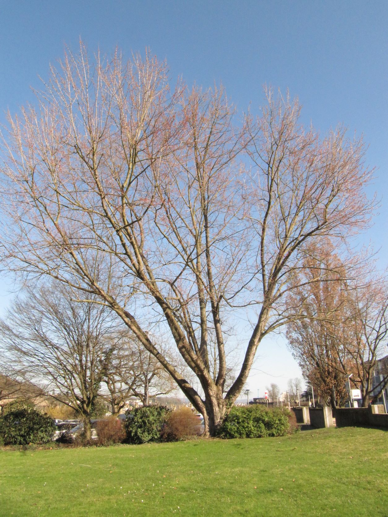 Acer saccharinum - Andernach - Febr. 2022