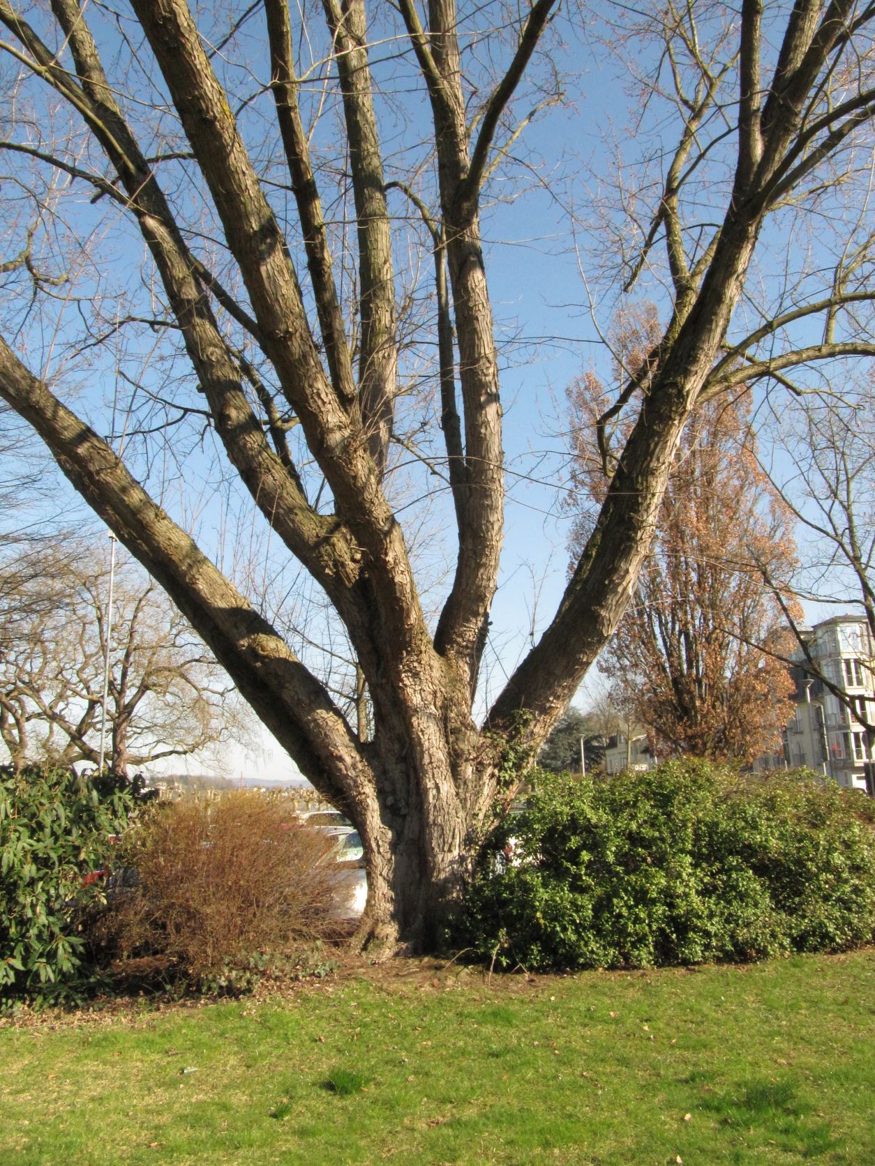 Acer saccharinum - Andernach - Febr. 2022