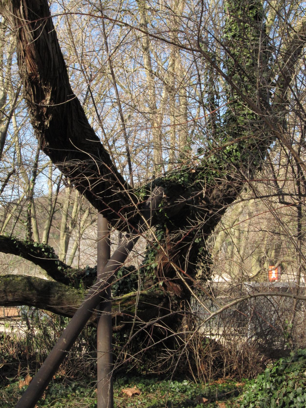 Elaeagnus angustifolia - Andernach - Febr. 2022