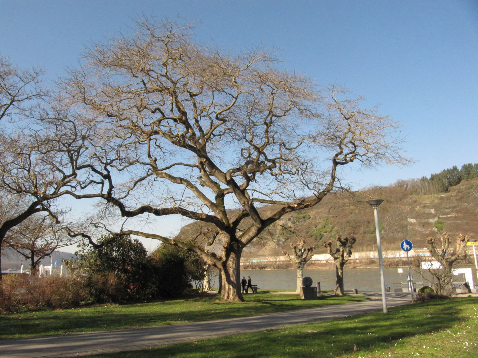 Styphnolobium japonicum - Andernach - Febr. 2022