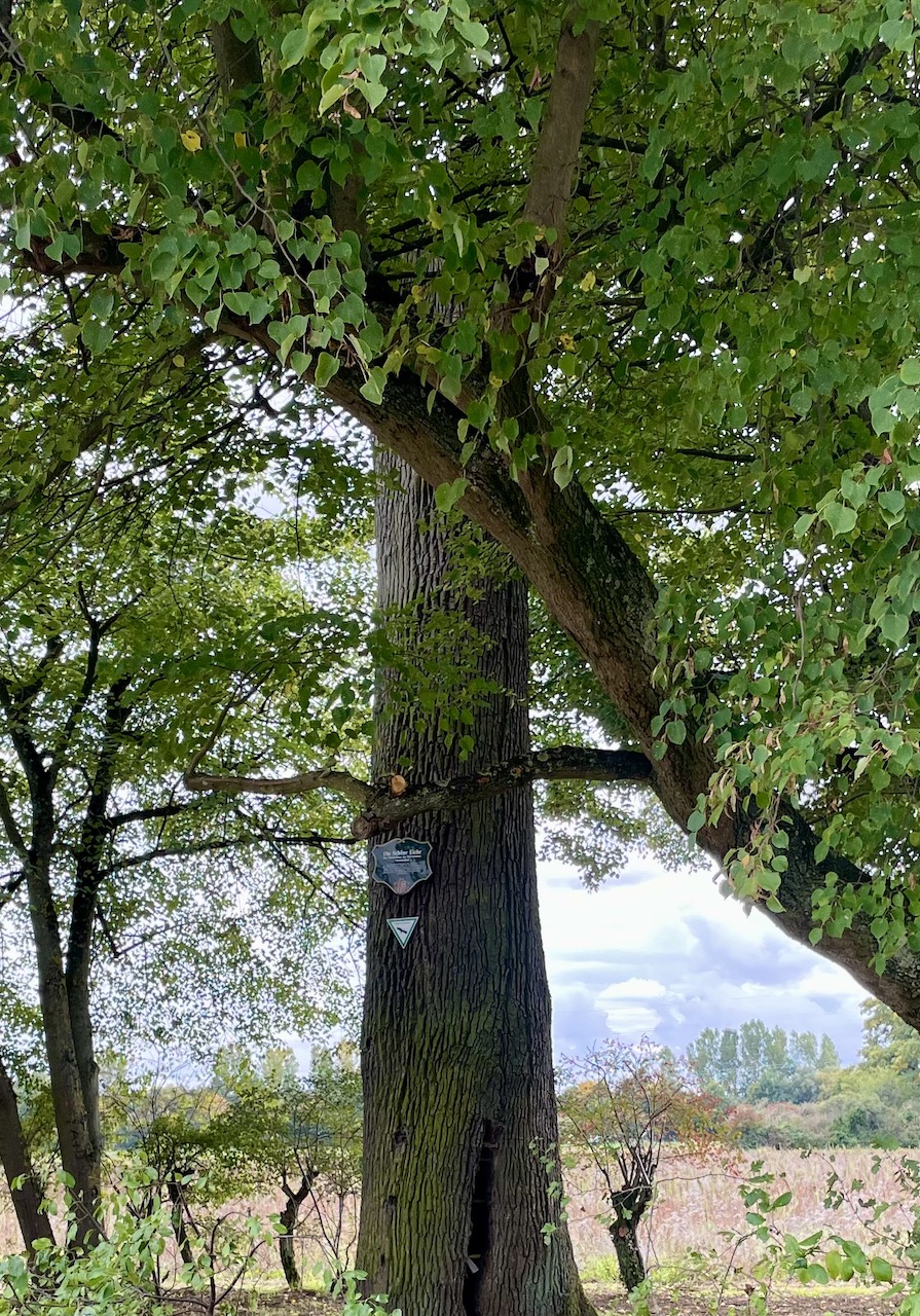 Quercus robur Fastigiata-Gruppe - Harreshausen - 2022